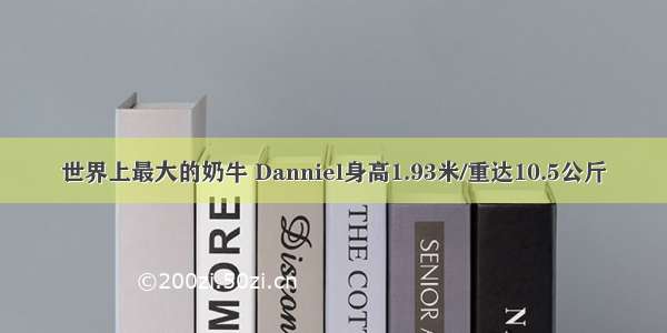 世界上最大的奶牛 Danniel身高1.93米/重达10.5公斤