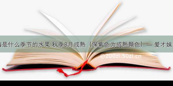 西梅是什么季节的水果 秋季8月成熟（深紫色为成熟颜色）— 爱才妹生活