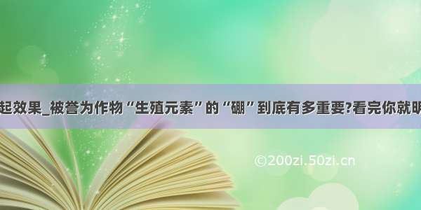 元素凸起效果_被誉为作物“生殖元素”的“硼”到底有多重要?看完你就明白了...