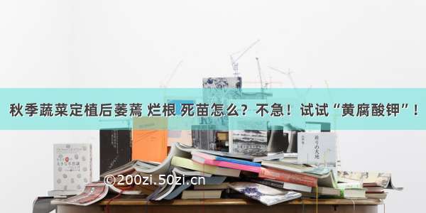 秋季蔬菜定植后萎蔫 烂根 死苗怎么？不急！试试“黄腐酸钾”！