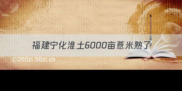 福建宁化淮土6000亩薏米熟了