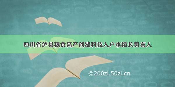 四川省泸县粮食高产创建科技入户水稻长势喜人