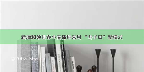 新疆和硕县春小麦播种采用 “井子田”新模式