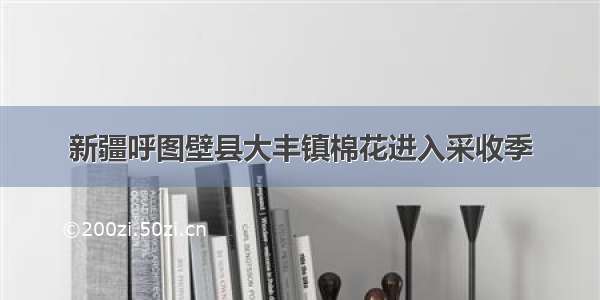 新疆呼图壁县大丰镇棉花进入采收季