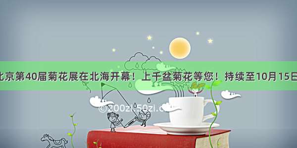 北京第40届菊花展在北海开幕！上千盆菊花等您！持续至10月15日！
