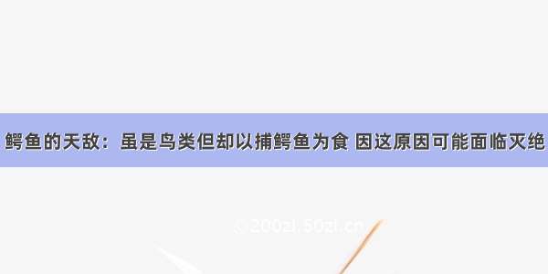 鳄鱼的天敌：虽是鸟类但却以捕鳄鱼为食 因这原因可能面临灭绝