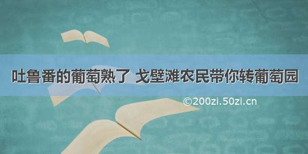 吐鲁番的葡萄熟了 戈壁滩农民带你转葡萄园