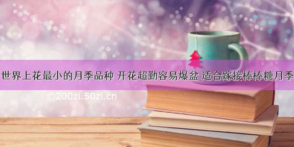 世界上花最小的月季品种 开花超勤容易爆盆 适合嫁接棒棒糖月季