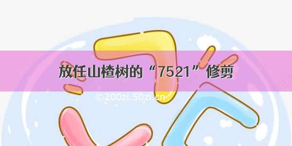 放任山楂树的“7521”修剪