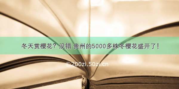 冬天赏樱花？没错 贵州的5000多株冬樱花盛开了！