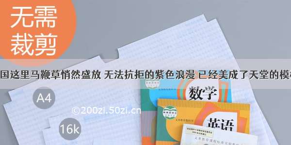 宁国这里马鞭草悄然盛放 无法抗拒的紫色浪漫 已经美成了天堂的模样！