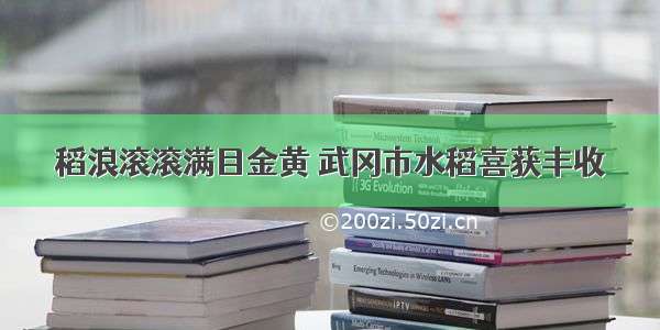 稻浪滚滚满目金黄 武冈市水稻喜获丰收