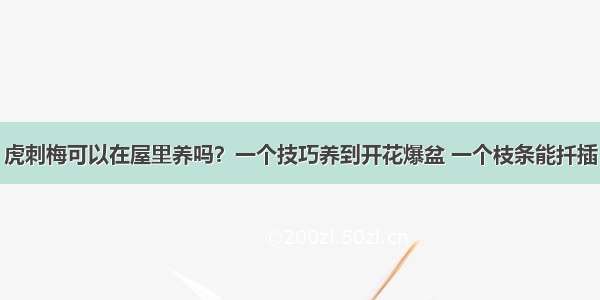 虎刺梅可以在屋里养吗？一个技巧养到开花爆盆 一个枝条能扦插