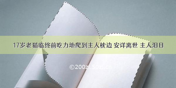 17岁老猫临终前吃力地爬到主人枕边 安详离世 主人泪目