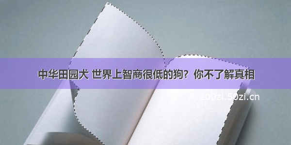 中华田园犬 世界上智商很低的狗？你不了解真相