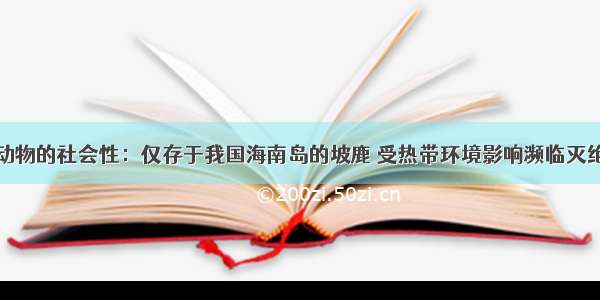 动物的社会性：仅存于我国海南岛的坡鹿 受热带环境影响濒临灭绝