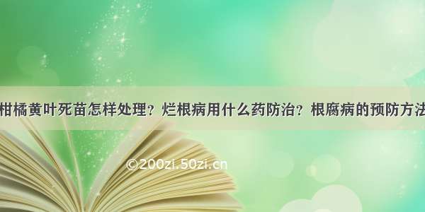 柑橘黄叶死苗怎样处理？烂根病用什么药防治？根腐病的预防方法