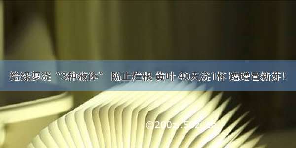 给绿萝浇“3种液体” 防止烂根 黄叶 40天浇1杯 蹭蹭冒新芽！