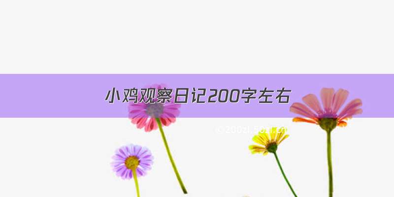 小鸡观察日记200字左右