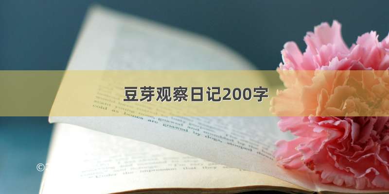 豆芽观察日记200字