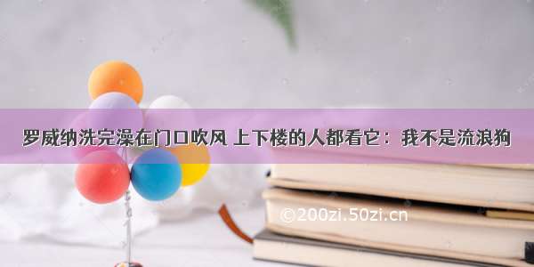 罗威纳洗完澡在门口吹风 上下楼的人都看它：我不是流浪狗