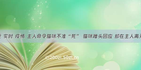 刷新 翻看 我 实时 疫情 主人命令猫咪不准“死” 猫咪蹭头回应 却在主人离开时悄然离去