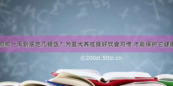 狗狗一天到底吃几顿饭？为爱犬养成良好饮食习惯 才能保护它健康