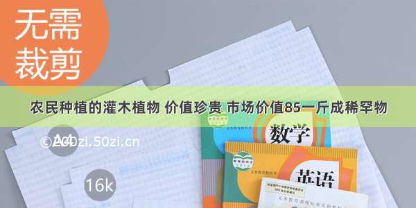 农民种植的灌木植物 价值珍贵 市场价值85一斤成稀罕物