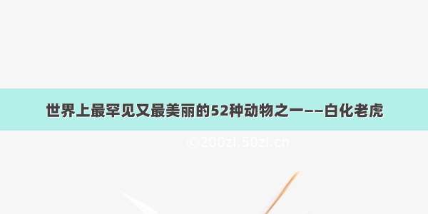 世界上最罕见又最美丽的52种动物之一——白化老虎