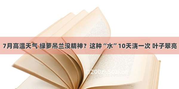 7月高温天气 绿萝吊兰没精神？这种“水”10天浇一次 叶子翠亮