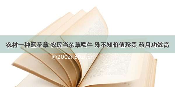 农村一种蓝花草 农民当杂草喂牛 殊不知价值珍贵 药用功效高