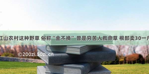 江山农村这种野草 俗称“金不换” 曾是穷苦人救命草 根部卖30一斤