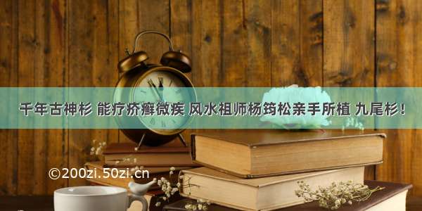 千年古神杉 能疗疥癣微疾 风水祖师杨筠松亲手所植 九尾杉！