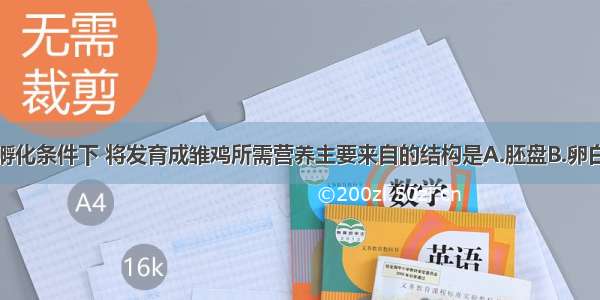 受精的鸡蛋在孵化条件下 将发育成雏鸡所需营养主要来自的结构是A.胚盘B.卵白C.卵黄D.系带