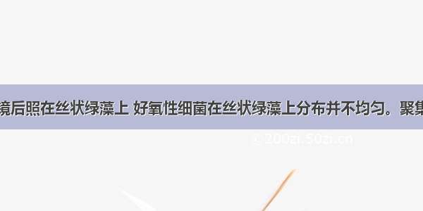 阳光经三棱镜后照在丝状绿藻上 好氧性细菌在丝状绿藻上分布并不均匀。聚集着较多好氧